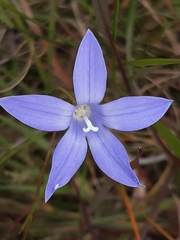 Wahlenbergia stricta