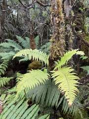Dryopteris fuscoatra