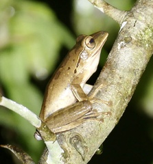 Polypedates iskandari