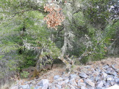 Quercus agrifolia