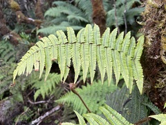 Dryopteris fuscoatra