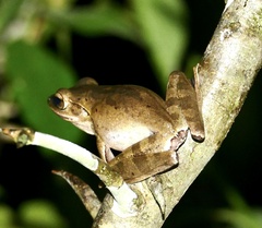 Polypedates iskandari