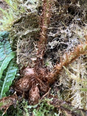 Dryopteris fuscoatra