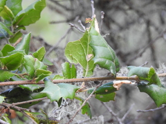 Quercus agrifolia