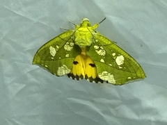 Eudocima hypermnestra