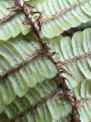 Dryopteris fuscoatra