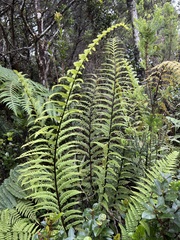 Asplenium acuminatum