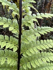 Asplenium acuminatum