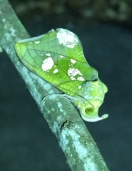 Eudocima hypermnestra