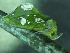 Eudocima hypermnestra