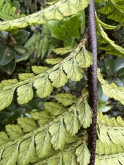 Asplenium acuminatum