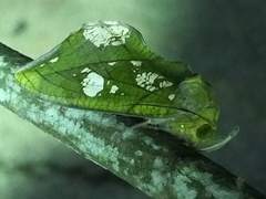 Eudocima hypermnestra