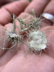Usnea intermedia