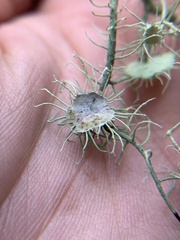 Usnea intermedia
