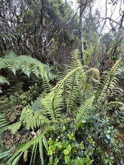 Asplenium acuminatum