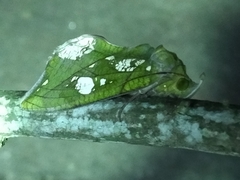 Eudocima hypermnestra