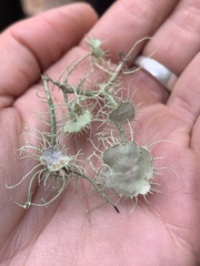 Usnea intermedia