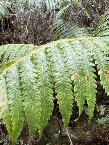 Cibotium menziesii observed 2022-11-05