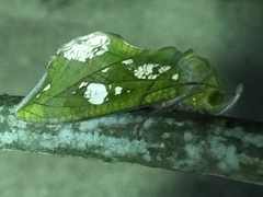 Eudocima hypermnestra