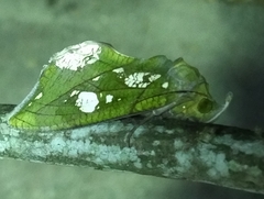 Eudocima hypermnestra