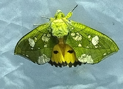 Eudocima hypermnestra