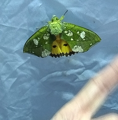 Eudocima hypermnestra