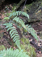 Dryopteris crinalis