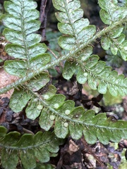 Dryopteris crinalis