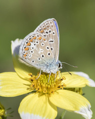 Polyommatus icarus