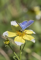 Polyommatus icarus