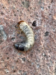 Melolonthinae