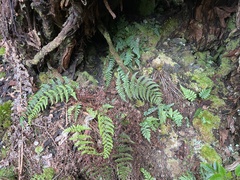 Dryopteris crinalis