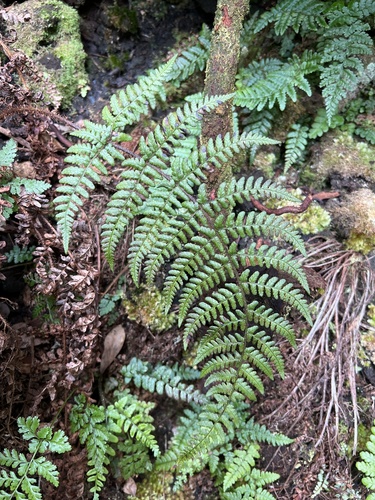 Dryopteris crinalis observed 2022-11-05