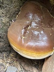 Ganoderma oregonense