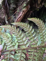 Dryopteris crinalis