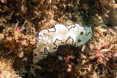 Doriprismatica atromarginata