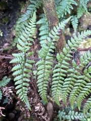 Dryopteris crinalis