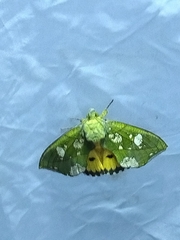 Eudocima hypermnestra