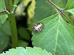 Eysarcoris guttigerus