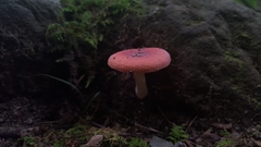Russula persanguinea