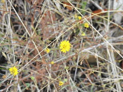 Hemizonia congesta lutescens
