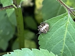 Eysarcoris guttigerus