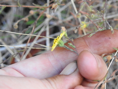 Hemizonia congesta lutescens
