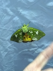 Eudocima hypermnestra