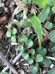 Evolvulus nummularius