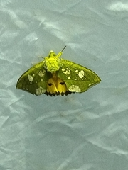 Eudocima hypermnestra