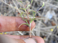 Hemizonia congesta lutescens