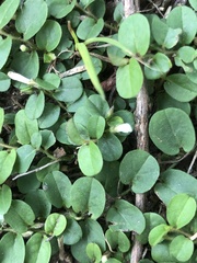 Evolvulus nummularius