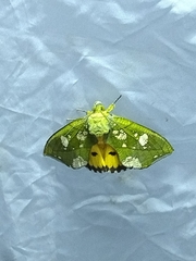 Eudocima hypermnestra