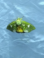 Eudocima hypermnestra